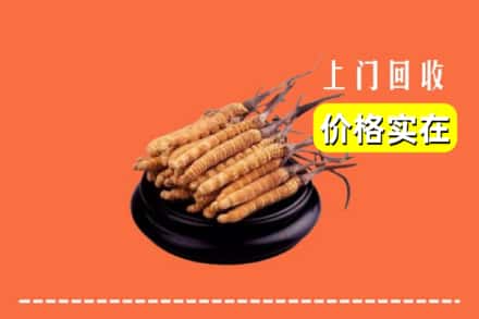 平阳县回收冬虫夏草